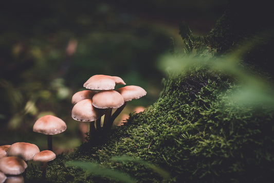 The Science Behind Adaptogenic Mushrooms: 5 Clinically Proven Benefits